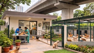 Thane stray dog shelter, Majiwada flyover project, TMC dog sterilization center, Mumbai-Nashik highway | ठाणे भटक्या श्वानांसाठी आश्रयगृह, माजिवाडा उड्डाणपूल, ठाणे महापालिका नसबंदी केंद्र, मुंबई-नाशिक महामार्ग