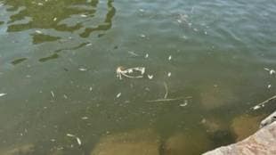 Dead fish in Navegaonbandh Dam Gondia | नवेगावबांध धरण मृत मासे प्रदूषण गोंदिया
