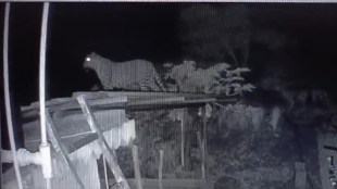 Mira Bhayandar, Leopard Sighting, Sanjay Gandhi National Park, Kashimira, Bhayandar News, Thane District, Maharashtra, Forest Department, Wildlife Conflict, Water Scarcity, Animal Lovers, Sachin Jambhale, Ghodbunder Road, Leopard Attack Prevention, SGNP, Maharashtra News, Local News,