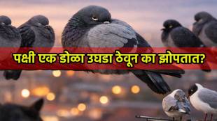 Why birds sleep with one eye open