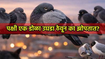 पक्षी एक डोळा उघडा ठेवून का झोपतात?; संशोधन नेमकं काय सांगतं?