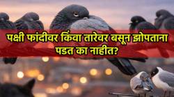 Why birds sleep with one eye open: पक्षी एक डोळा उघडा ठेवून का झोपतात?; संशोधन नेमकं काय सांगतं?