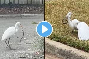Wildlife egret and snake fights video