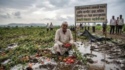 दोन दिवसांतील गारपीट व पावसाने अहिल्यानगरच्या १०३ गावांमधील १३ हजार शेतकऱ्यांना फटका