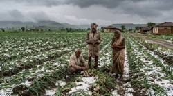 अवकाळी व गारपीटीने अहिल्यानगरमधील २१ हजारांवर शेतकर्‍यांना फटका; २०३ गावातील १० हजार ८७८ हेक्टर क्षेत्र बाधीत