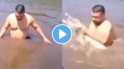 काका परत कधी नदीत उतरणार नाहीत; पोहताना हातात आली मगर अन्… पुढे काय झालं, पाहा भयानक Video