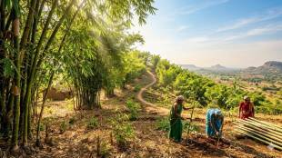 Bamboo Plantation Maharashtra | Pasha Patel Pune Visit | Farmer Subsidy Scheme | Green Energy Bamboo India | बांबू लागवड महाराष्ट्र | कृषिमूल्य आयोग पाशा पटेल | शेतकरी अनुदान योजना