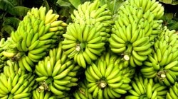 जळगावातील समूह सेवा केंद्रांवर कारवाई का ? केळी पिक विमा योजनेत कोट्यावधींचा घोटाळा आला उजेडात  