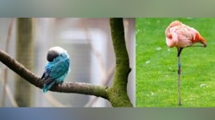 how-birds-sleep-on-trees-without-falling-unilateral-sleep-facts-marathi