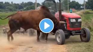 bull attacks tractor viral video netizens says desi hulk