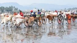 नियमांची पायमल्ली करत बैलगाडी स्पर्धांचे आयोजन; अनधिकृत स्पर्धांकडे प्रशासनाची डोळेझाक…समुद्र किनाऱ्यांवर आयोजित होणाऱ्या स्पर्धा रोखा प्राणी मित्र संघटनांची मागणी