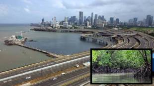 Mumbai Coastal Road Mangroves Cutting | वर्सोवा-दहिसर कोस्टल रोड खारफुटी कत्तल