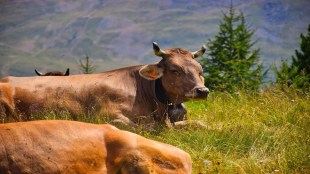 Ahilyanagar News, Parner, Cow Deaths in Maharashtra, Alkalosis in Cows, Animal Husbandry Department, Hiware Bazar, Popatrao Pawar,