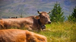 अखेर अहिल्यानगरमध्ये लागोपाठ ३१ गाईंच्या मृत्यूचे कारण झाले स्पष्ट