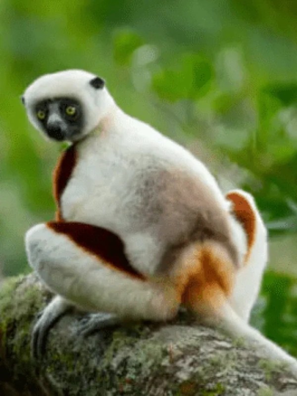 Animals that communicate without words