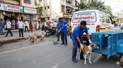 मोकाट श्वानांचा उपद्रव कमी होणार! महापालिकेने घेतला महत्वाचा निर्णय