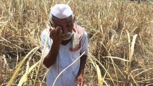 loksatta editorial on why-farmer-suicides-continue-in-maharashtra-despite-loan-waivers-and-schemes