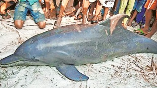 Ganga River, Bihar Fishing Rights, Vikramshila Gangetic Dolphin Sanctuary, Farakka Barrage Impact, Jalkar Zamindari, Ganga Mukti Andolan, Bhagalpur News, River Pollution, Fish Species Extinction, National Water Sanctuary, Maharashtra News, Marathi News, Environmental News, Jayprakash Narayan, Social Movement, Water Politics,