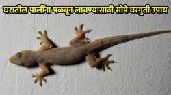घरात पालींचा सुळसुळाट झालाय? ना केमिकल, ना कीटकनाशक, वापरा फक्त ‘या’ गोष्टी; पाली जातील पळून