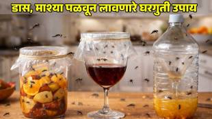 flies Control at Home