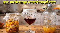 उन्हाळ्यात घरातील डास, माश्या पळवून लावण्यासाठी खास ट्रिक्स! किचनमध्ये करून बघा ‘या’ ३ गोष्टी; डास, माशा नक्की जाळ्यात अडकतील