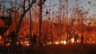 Yavatmal Forest Fire Forester Injured Vijay Singanjude | यवतमाळ जंगल वणवा वनपाल विजय सिंगनजुडे जखमी