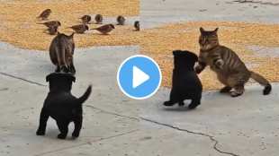 funny cat dog viral video