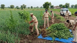कांद्याच्या पिकात लपवून लावलेला गांजा उघड; गुगुळपिंपरी शिवारातून ८० झाडे जप्त