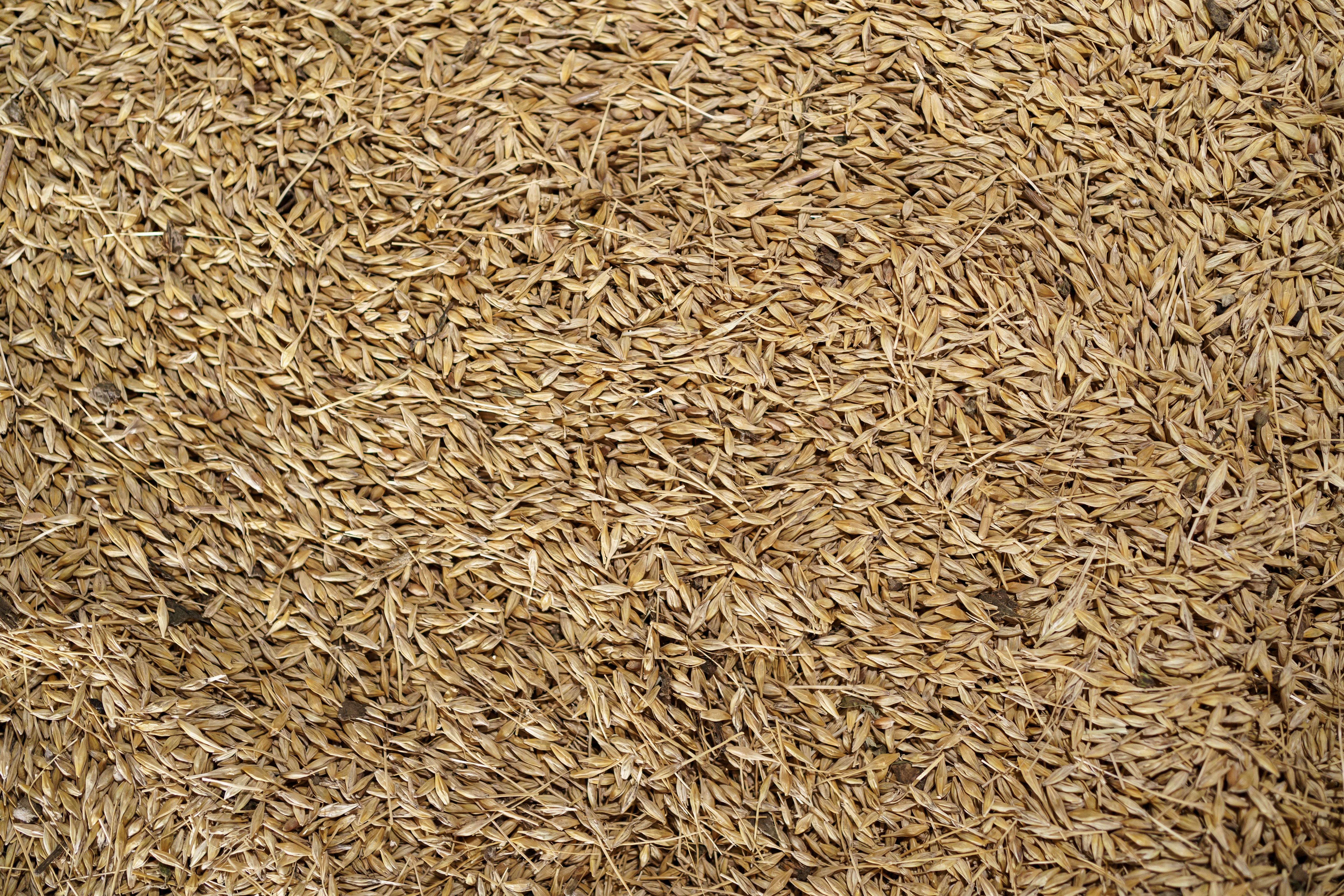 drink fennel badishep water daily in the morning benefits