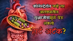 हार्ट अटॅकसाठी फक्त कोलेस्ट्रेरॉल जबाबदार नाही? आतड्यातील सूक्ष्मजीवांवर संशोधनाचे नवे संकेत