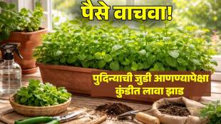 how to grow pudina at home