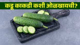 how to identify bitter cucumber