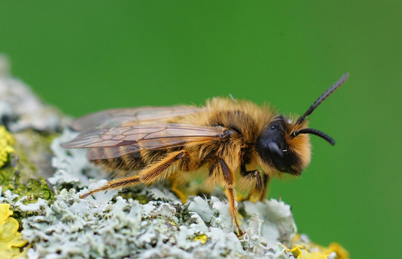 Apis dorsata