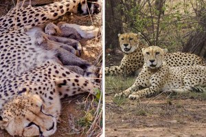 Martyr Agniveer Akshay Laxman Gawate