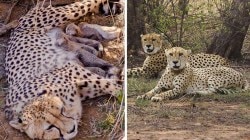 Project Cheetah in India: ‘ज्वाला’ पुन्हा आई झाली! कुनो राष्ट्रीय उद्यानात ५ पिलांचा जन्म; भारतातील चित्त्यांची संख्या किती झाली?