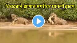 बिबट्या दबक्या पावलांनी आला, क्षणात मगरीवर घातली झडप, जबडा पकडला अन्…; शिकारीचा भयानक VIDEO