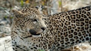 Maharashtra Leopard Law Amendment | Human-Leopard Conflict Solution | Wildlife Protection Act Section 2 | Forest Minister Ganesh Naik Statement