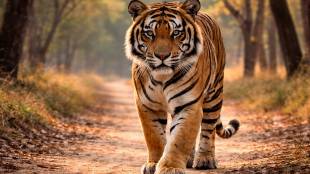 Tiger Conservation Maharashtra 2025 Statistics | Maharashtra Tiger Death Toll 2025 News | महाराष्ट्रातील वाघांचा मृत्यू अहवाल २०२५ | पेंच व्याघ्र प्रकल्प वाघ मृत्यू आकडेवारी