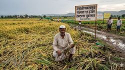 उन्हाळी पावसामुळे राज्यात ५१ हजार हेक्टरवर नुकसान..जाणून घ्या सर्वाधिक नुकसान कोणत्या जिल्ह्यात?