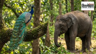 Why mammals are not colorful like birds | सस्तन प्राणी रंगीबेरंगी का नसतात? वैज्ञानिक कारण