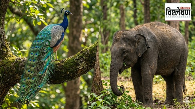 Why mammals are not colorful like birds | सस्तन प्राणी रंगीबेरंगी का नसतात? वैज्ञानिक कारण