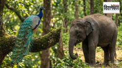 विश्लेषण : पक्षी, सरपटणाऱ्या प्राण्यांसारखे सस्तन प्राणी भडक रंगांचे का नसतात?