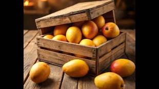 Konkan Hapus mango shortage Gudi Padwa | Vashi APMC market mango rates