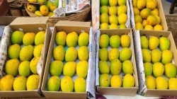 ​सावंतवाडी बाजारात हापूसची आवक मंदावली; अवकाळीचा फटका, ११०० ते १४०० रुपये डझनाचा दर