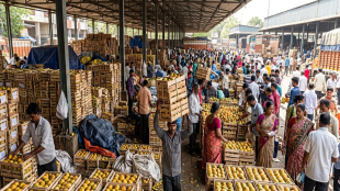 Konkan Hapus Mango APMC Market Navi Mumbai | Alphonso mango price Gudi Padwa 2026 | Ratnagiri Hapus supply shortage Maharashtra | Mumbai fruit market mango rates today
