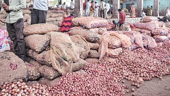 कांदा दरात ५० टक्क्यांहून अधिक घसरण