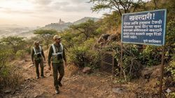 पुण्यात ‘वूल्फ डॉग’चा वावर वाढला; वनविभाकडून टेकड्यांवर ‘ऑपरेशन वुल्फ डॉग’