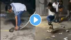 अजगराला पायाखाली चिरडलं अन् पुढे घडलं असं काही की…; VIDEO पाहून उडेल थरकाप