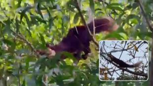 rare-sighting-of-maharashtras-state-animal-shekru-in-dapoli-konkan