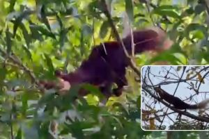 Martyr Agniveer Akshay Laxman Gawate